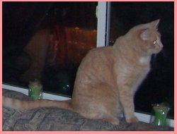 Animal bored with the thought of a party!