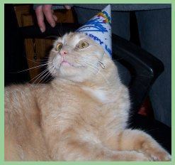 Animal wasn't to happy with his party hat!