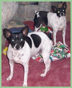 They ended up dragging the presents into the other room to open later!