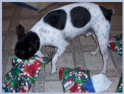 Butch loves to rip into the presents!