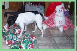 Missy Lou with her pile of presents!