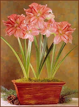amaryllis