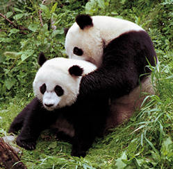 Bears at the National Zoo