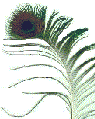Peacock Feather
