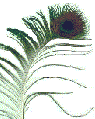 Peacock Feather