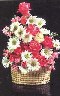 Shimla Florist