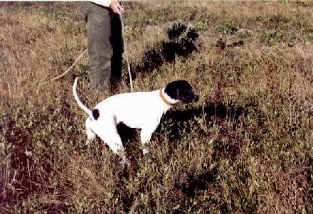 Queen.jpg (850526 bytes)