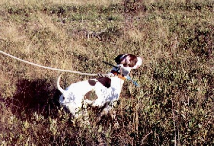 petep.jpg (882373 bytes)