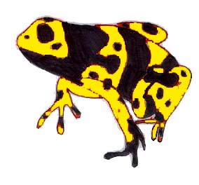 poison dart frog