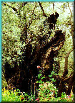 an olive tree in the garden..