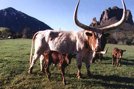 Big Horns