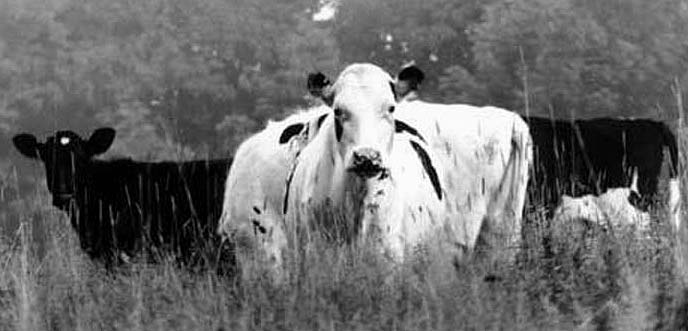 Cows in b&w