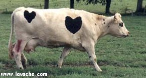 Cow Lovers' Netsite