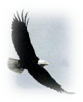 Image of eagle3.jpg