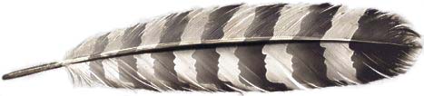 Image of feather.jpg