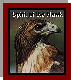 Image of sprthwk.jpg