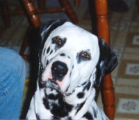 Cyndalla's Dapper Dub