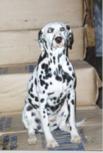 Alfredrich Jump for Joy