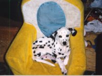 Cyndalla's Maybeleene Brant aka Mable