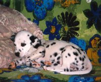 Cyndalla's Maybeleene Brant aka Mable