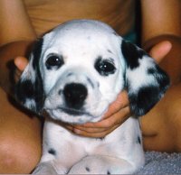 Cyndalla's Brant Maybeleene aka Mable