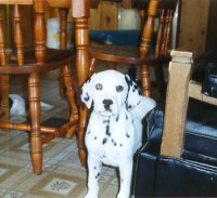 Cyndalla's Princess Olivia