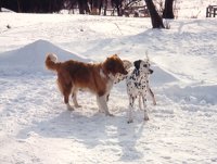 Dai-Dal's Sweet Sarah