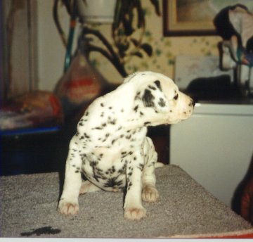 Cyndalla's Lady Godiva aka Mattie