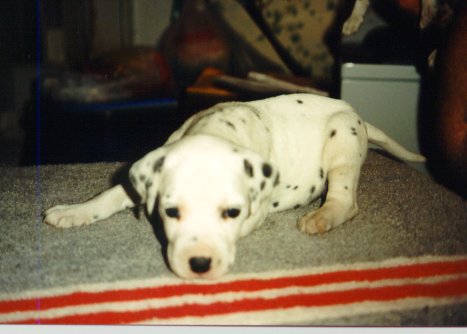 Cyndalla's Checker'd Charlie aka Charlie