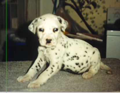 Cyndalla's Razin Caine aka Caine