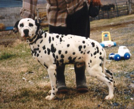 Breezy Hill's Sir Tyler aka Tyler