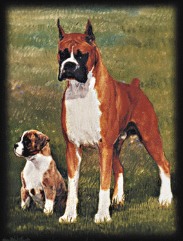 Boxer &copy1999 Linda Draper