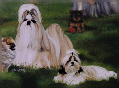 Shi Tzu &copy1999 Linda Draper
