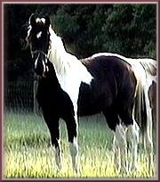 babydollbody1.jpg (12923 bytes)