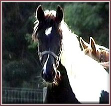 babydollhead1.jpg (11882 bytes)