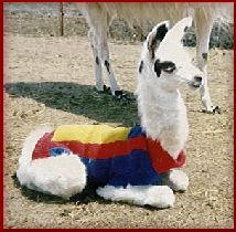 babyllama1.jpg (15065 bytes)