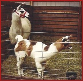 candy1baby.jpg (22915 bytes)