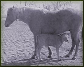 chancecalf.jpg (12919 bytes)