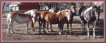 clan1.jpg (19532 bytes)