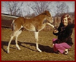 pony1.jpg (19568 bytes)