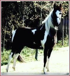 ladybug.jpg (22061 bytes)