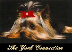 The Original Web Ring of Yorkshire Terrier