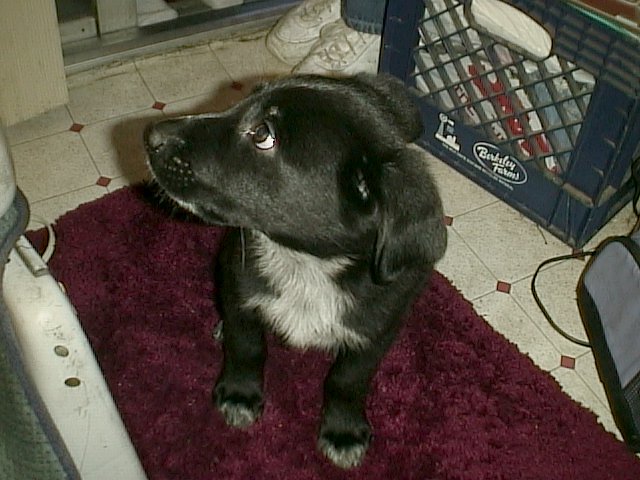 002_rufus.jpg, 70715 bytes, 4/9/02