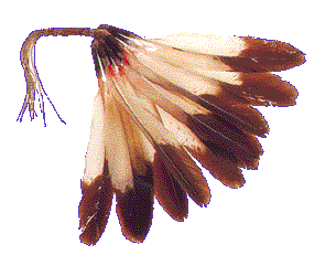 Fand.gif (16669 octets)