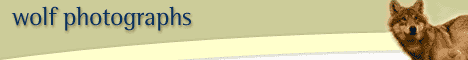 Wolfphotography.com banner