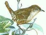house wren