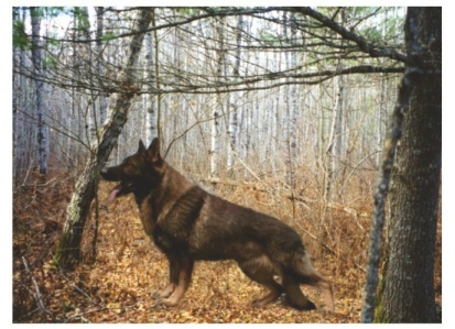 Raebark's Einstein OFA & Raebark's Moonlit Portrait (OFA Pending)