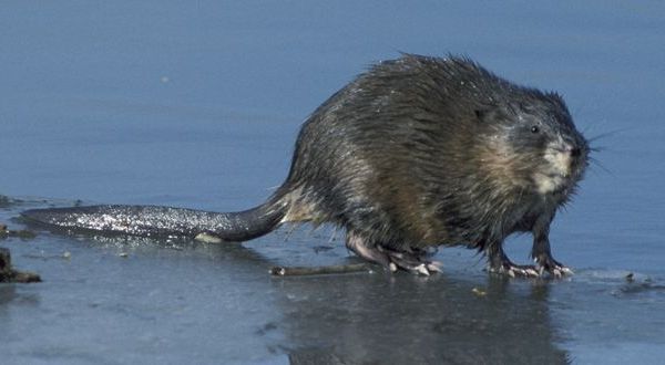 muskrat picture, U.S. Fish & Wildlife Service