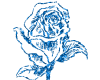 Blue Rose...