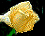 YellowRose